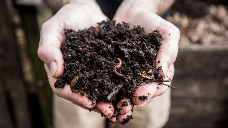 Image of hands holding healthy soil from composting